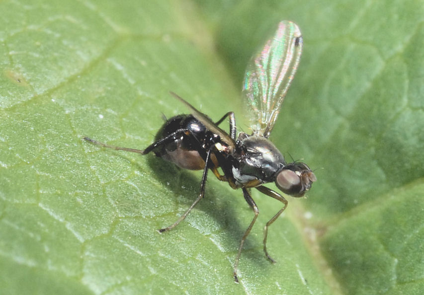 Un ragno nuovo e una coccinella